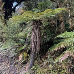 Cyathea smithii