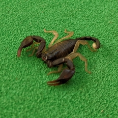 Euscorpius