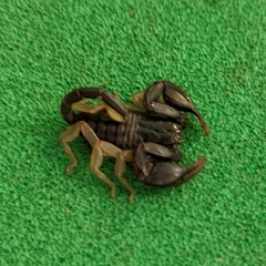 Euscorpius