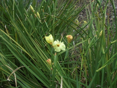 Dietes bicolor