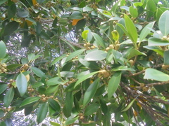 Ficus