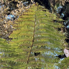 Cyathea smithii