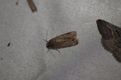 Spodoptera exigua