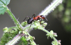 Formica rufa