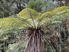Cyathea smithii