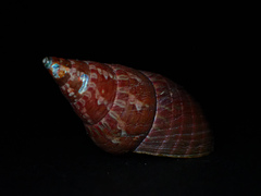 Phasianotrochus eximius