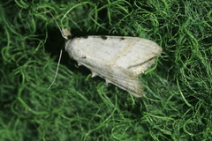 Nola aerugula