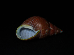 Phasianotrochus eximius