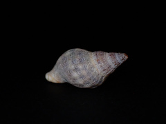 Agnewia tritoniformis