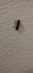 Cicadellinae