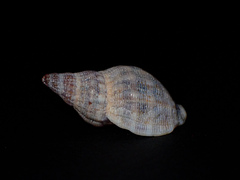 Agnewia tritoniformis