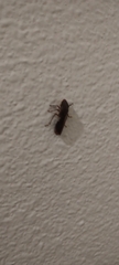 Cicadellinae