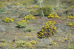 Malephora crassa