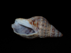 Agnewia tritoniformis