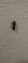 Cicadellinae
