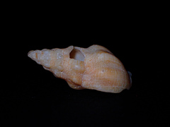 Cominella eburnea