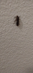 Cicadellinae