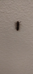 Cicadellinae