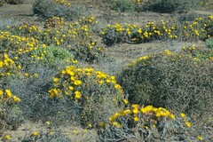 Malephora crassa