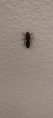 Cicadellinae