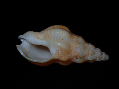 Cominella eburnea