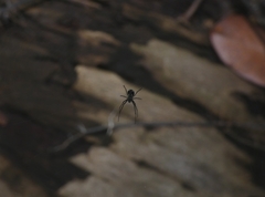 Leucauge argentina