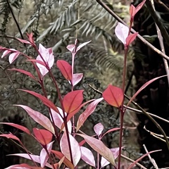 Syzygium smithii
