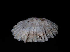 Scutellastra peronii
