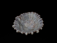 Scutellastra peronii