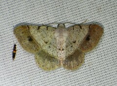 Frederickia subterminata