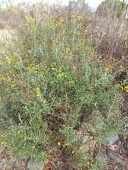 Senecio pterophorus