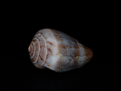 Conus aplustre