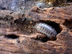 Armadillidium vulgare
