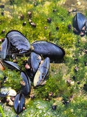 Mytilus trossulus