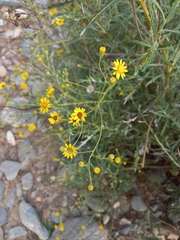 Senecio pterophorus