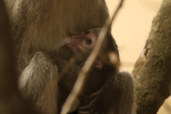 Chlorocebus tantalus