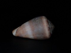 Conus aplustre