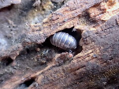 Armadillidium vulgare