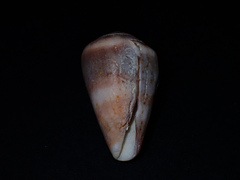 Conus aplustre