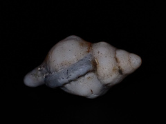 Ranella australasia