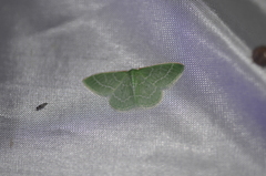 Synchlora