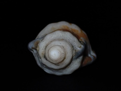 Ranella australasia