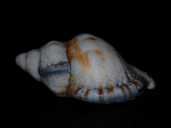 Ranella australasia