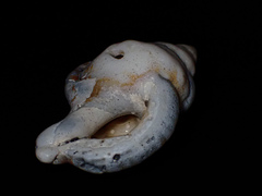 Ranella australasia