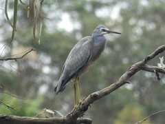 Egretta novaehollandiae