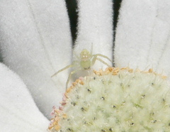 Tharrhalea variabilis