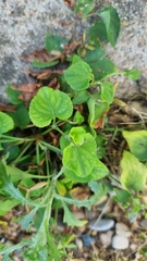 Viola suavis