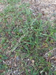 Eragrostis barrelieri