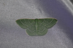 Synchlora