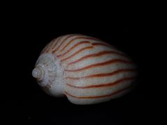 Amoria zebra
